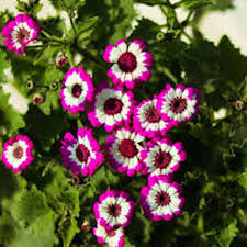 Pink White Cineraria Flower Seeds for Planting – Compact Growth, Heirloom, Non-GMO Seeds for Home Garden