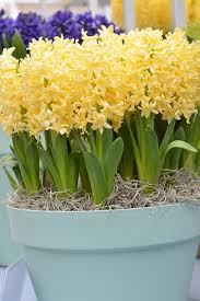 Yellow Hyacinthus Orientalis Flower Seeds for Planting – Perfect for Borders, Heirloom, Non-GMO, High Germination Seeds