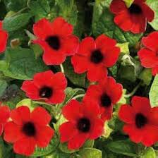 Thunbergia Alata Flower Seeds for Planting – Premium Quality, Heirloom & Non-GMO Seeds