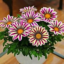 Gazania Rigens Flower Seeds for Planting – Heirloom, Non-GMO, Pollinator-Friendly, High Germination