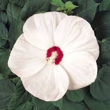Mix Hibiscus Luna Flower Seeds for Planting – Cut Flower Favorite, Heirloom, Non-GMO