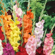 Gladiolus Flower Seeds for Planting – Heirloom, Non-GMO, Vibrant Colors Organic Garden Seeds