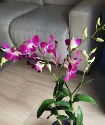 Heirloom Orchid Flower Seeds – Non-GMO, Fragrant Blossoms Organic Garden Seeds for Planting