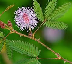 Pink Mimosa Pudica Seeds for Planting – Hardy Variety, Heirloom, Non-GMO Organic Garden Seeds