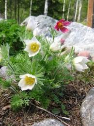Pasque Flower Seeds for Planting – Heirloom, Non-GMO, High Germination Organic Garden Seeds