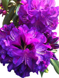 Purple Rhododendron Azalea Seeds for Planting – Heirloom, Non-GMO, Fragrant Blossoms Organic Garden Seeds