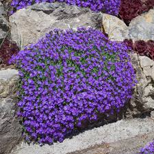 Violet Aubrieta Rock Cascade Flower Seeds for Planting – Heirloom, Non-GMO, High Germination Organic Garden Seeds