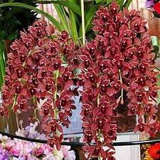 Flower Seeds, Seeds,Seeds For Planting,Plant Seeds