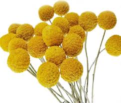 Craspedia Flower Seeds for Planting – Heirloom, Non-GMO, Pollinator-Friendly High Germination Seeds