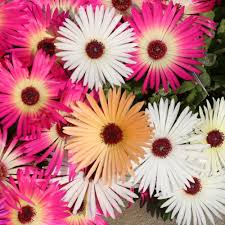 Mesembryanthemum Flower Seeds for Planting – Pollinator Friendly, Heirloom, Non-GMO, Organic Garden Seeds