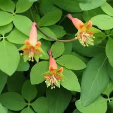 Heirloom Pentaphyllum Flower Seeds – Non-GMO, High Germination Organic Garden Seeds