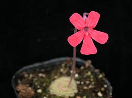 Red Butterwort Flower Seeds for Planting – Heirloom, Non-GMO, High Germination Organic Garden Seeds