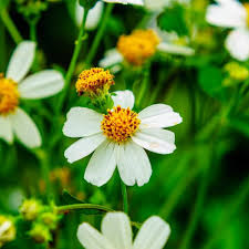 Bidens Flower Seeds for Planting Heirloom Non-GMO High Germination Organic Garden Seeds