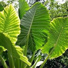 Alocasia Macrorrhiza Flower Seeds for Planting – Garden Favorite, Heirloom, Non-GMO, High Germination