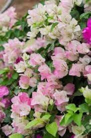 Pink White Bougainvillea Flower Seeds for Planting – Heirloom, Non-GMO, Premium Quality Organic Garden Seeds