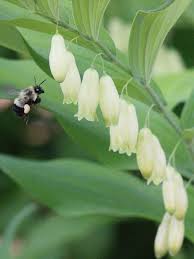 Polygonatum Canaliculatum Flower Seeds for Planting – Heirloom, Non-GMO, High Germination, Organic Garden Seeds