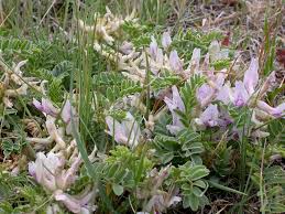 Astragalus Crassicarpus Flower Seeds for Planting – Bright Blooms Heirloom Non-GMO High Germination Organic Garden Seeds