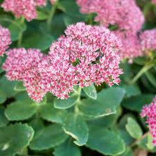 Sedum Flower Seeds for Planting – Colorful Display, Heirloom, Non-GMO, High Germination