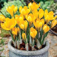 Yellow Crocus Flower Seeds for Planting – Heirloom, Non-GMO, Perfect for Borders, Organic Garden Seeds