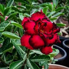 Burgundy Adenium Flower Seeds for Planting – Heirloom, Non-GMO, High Germination Organic Garden Seeds