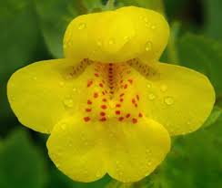 Yellow Erythranthe Flower Seeds for Planting – Heirloom, Non-GMO, Wildflower Mix Organic Garden Seeds