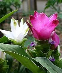 Heirloom Siam Tulip Flower Seeds for Planting  – Compact Growth, Non-GMO, High Germination