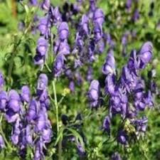 Aconitum Flower seeds for Planting – Perfect for Borders, Heirloom & GMO Free Seeds for Home Garden, High Germination