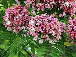 Cassia Flower Seeds for Planting – Hardy, Heirloom, Non-GMO, Organic Garden Seeds
