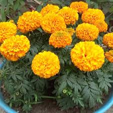 Mixed African Marigold Flower Seeds for Planting – Sun Loving, Heirloom, Non-GMO, High Germination