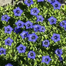 Blue Gentian Flower Seeds for Planting – Heirloom, Non-GMO, High Germination Organic Garden Seeds