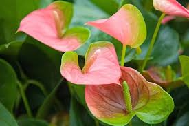 Light Pink Anthurium Flower Seeds – Heirloom, Non-GMO, High Germination Organic Garden Seeds for Borders