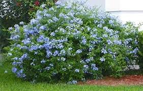 Heirloom Plumbago Flower seeds for Planting - Cut Flower Favorite, Heirloom & GMO Free Seeds for Home Garden, 100 pcs