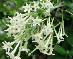 Cestrum Nocturnum Flower Seeds for Planting – Heirloom, Non-GMO, High Germination Organic Garden Seeds