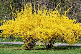 Forsythia Flower Seeds for Planting – Heirloom, Non-GMO, High Germination Organic Garden Seeds