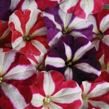 Verbena Flower Seeds for Planting, Red – Sun Loving, Heirloom, Non-GMO & High Germination Organic Garden Seeds