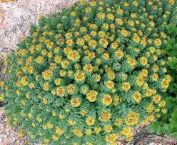 Rhodiola Rosea Flower Seeds – Heirloom, Non-GMO, Easy-to-Grow Organic Garden Seeds for Planting