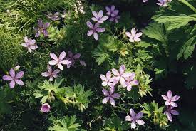 Geranium Asphodeloides Flower Seeds for Planting – Heirloom, Non-GMO, Bright Blooms Garden Seeds