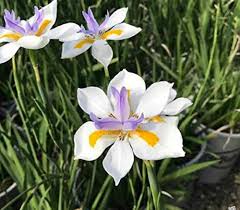 Iridioides Flower Seeds for Planting – Pollinator Friendly, Heirloom & Non-GMO Seeds