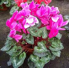 Persicum Cyclamen Seeds – Organic, Heirloom Non-GMO Flower Seeds for Garden Planting