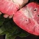 Pale Pink Soursop fruit seeds for planting - Heirloom & Non-GMO Tropical Garden seeds