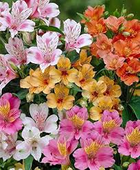Mixed Alstroemeria Flower seeds for Planting - Shade Tolerant, Heirloom & GMO Free Seeds for Home Garden, Non-GMO