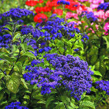 Heliotrope Marine Flower Seeds for Planting – Perfect for Borders Heirloom Non-GMO High Germination Organic Garden Seeds
