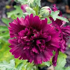 Purple Hollyhock Flower Seeds for Planting – Heirloom, Non-GMO, Sun Loving Organic Garden Seeds