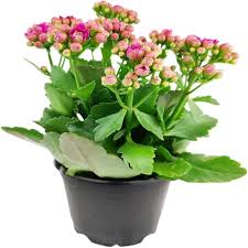 Kalanchoe Purple Flower Seeds for Planting – Heirloom Non-GMO High Germination Organic Garden Seeds