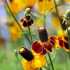 Hat ConeFlower Seeds for Planting – Drought Tolerant, Heirloom, Non-GMO, High Germination Garden Seeds