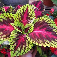 Coleus Flower Seeds for Planting – Sun Loving Heirloom Non-GMO Garden Seeds