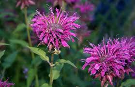 Purple Monarda Flower Seeds for Planting – Heirloom, Non-GMO, Shade-Tolerant Garden Seeds