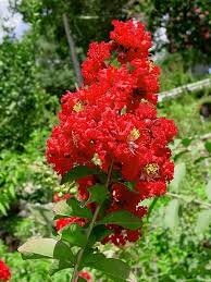 Lagerstroemia Flower Seeds for Planting – Shade Tolerant, Heirloom, Non-GMO, High Germination