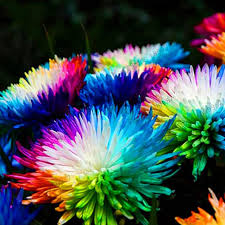 Rainbow Chrysanthemum Seeds for Planting – Pollinator Friendly, Heirloom, Non-GMO Garden Seeds