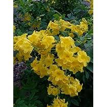 Esperanza Flower Seeds for Planting – Heirloom, Non-GMO, Wildflower Organic Garden Seeds